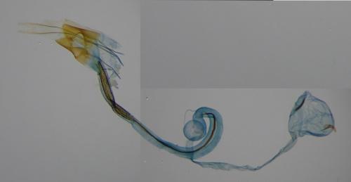 Coleophora therinella